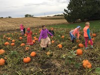 Students in a pumpkin patch (2nd Grade Pioneer Day - Fall 2017)