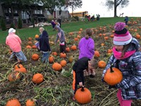 Students in a pumpkin patch (2nd Grade Pioneer Day - Fall 2017)