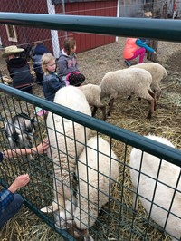 Students looking at sheep on a farm (2nd Grade Pioneer Day - Fall 2017)