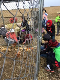 Students looking at chickens on a farm (2nd Grade Pioneer Day - Fall 2017)