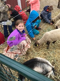 Students looking at sheep on a farm (2nd Grade Pioneer Day - Fall 2017)