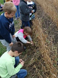 GHV First grade students visiting farm and standing near field to be harvested