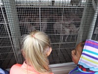 GHV First grade students visiting a farm and looking at pigs