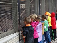 GHV First grade students visiting a farm and looking at pigs