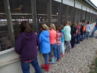 GHV First grade students visiting a farm and looking at pigs