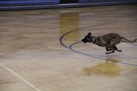 Turbo, the K-9 doing a bite demonstration