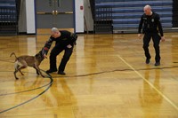 The K-9 doing a bite demonstration