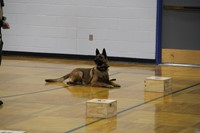 A police dog waiting for his commands