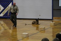 The police dog obeying the command to stay and wait for the officer