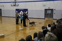 A police dog indicating on a box that contains a drug sample