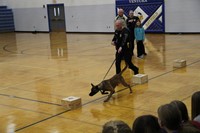 A police dog running through his training