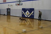 Mach, the K-9, doing a bite demonstration
